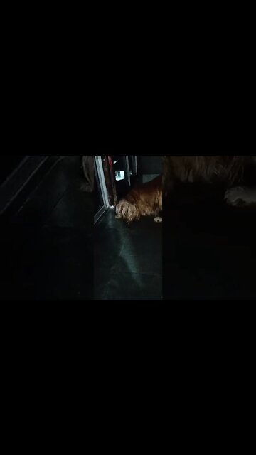 #dogshow , #animals , #dog , #shorts