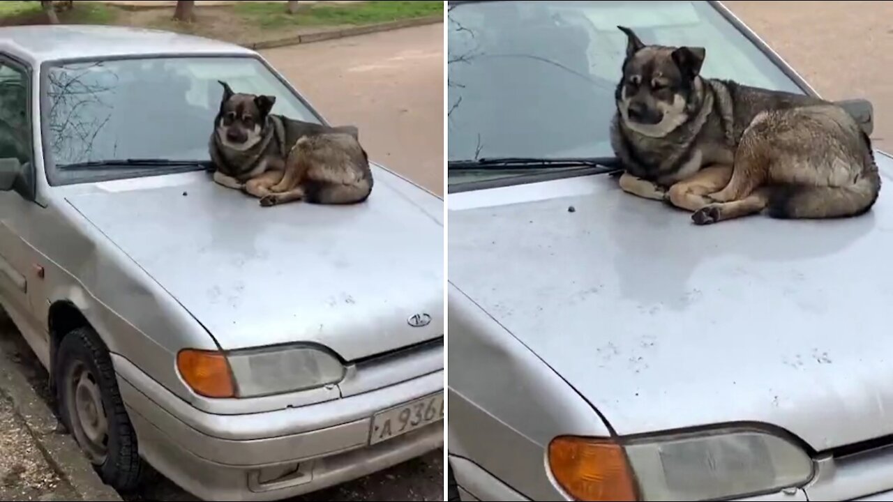 The dog sunbathes by car.