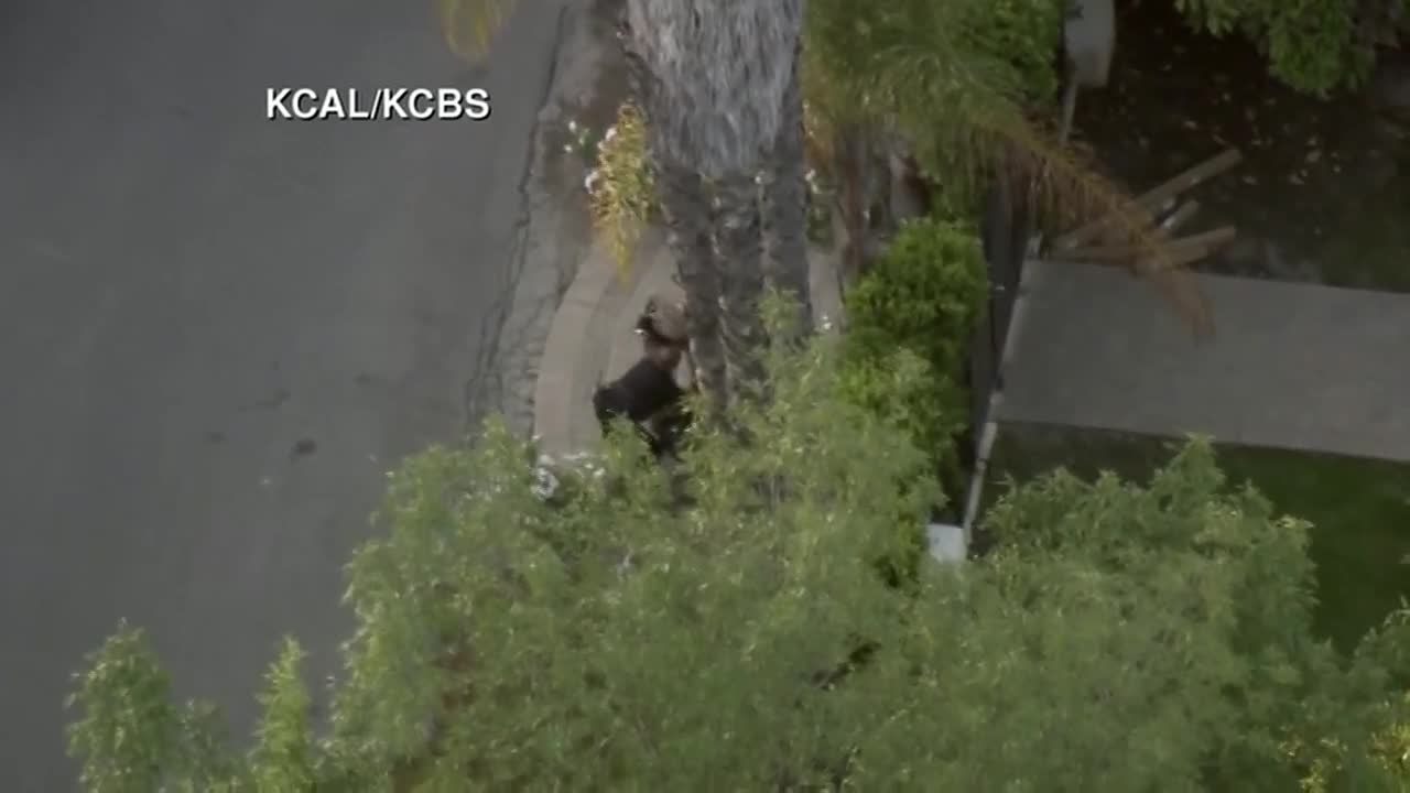 RV with dog on driver's lap leads police on chase, part II