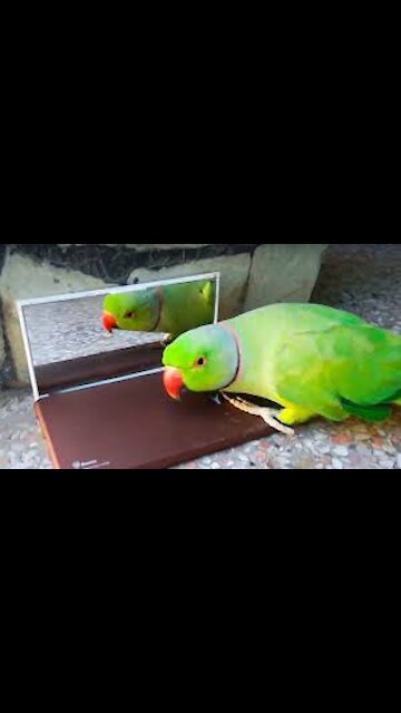 parrot funny compilation [videos] -- smart parrot training - parrot talking