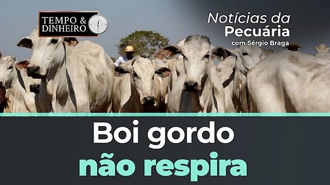 Boi gordo não respira . Bezerro Cepea acumula queda de 6,62% em maio. Nada de alta no curto prazo