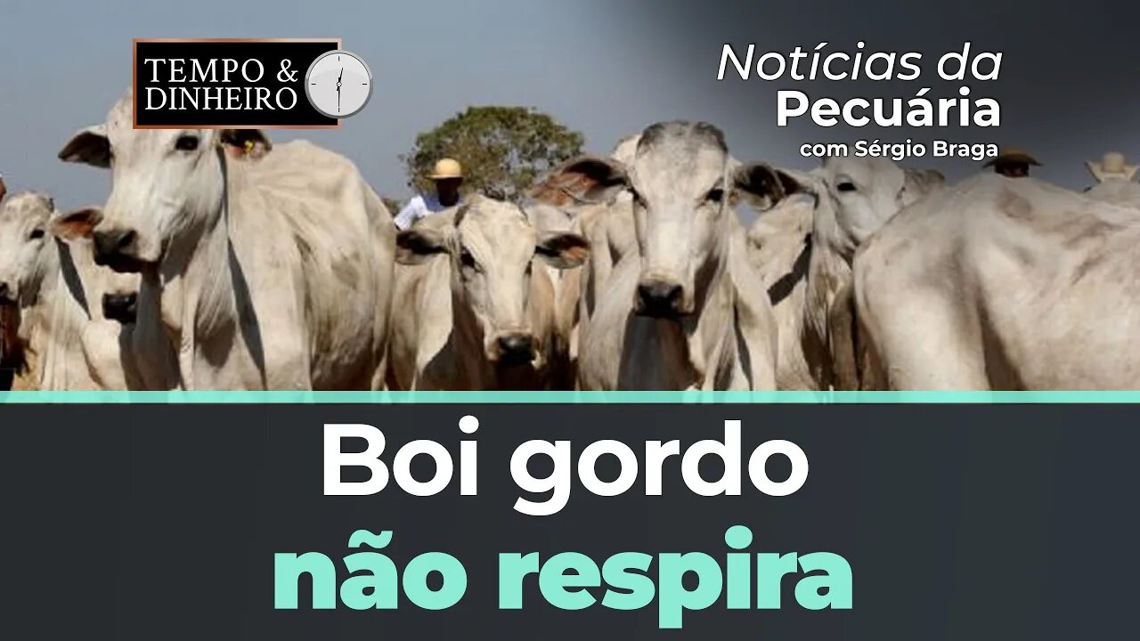 Boi gordo não respira . Bezerro Cepea acumula queda de 6,62% em maio. Nada de alta no curto prazo