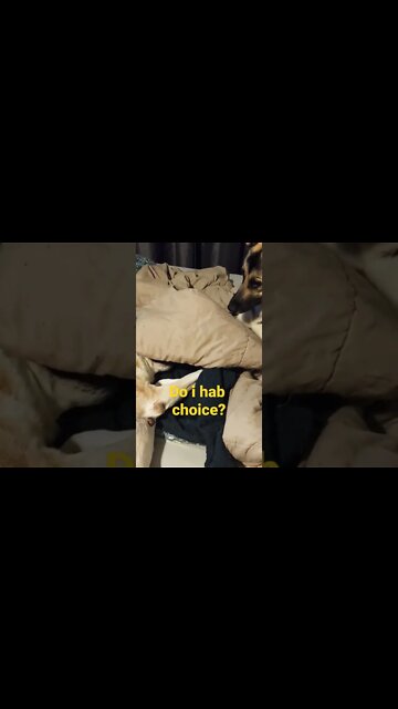 My Dogs Head is A Deadly Weapon #shorts #dogmemes