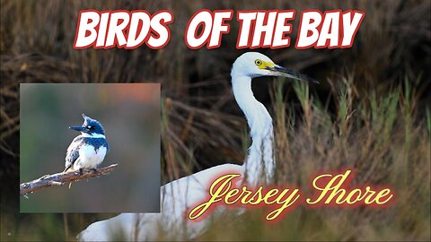 Birds of the Bay 2