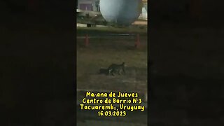 Mañana de jueves con Wiki y los perritos (16/03/2023) #tacuarembó #uruguay