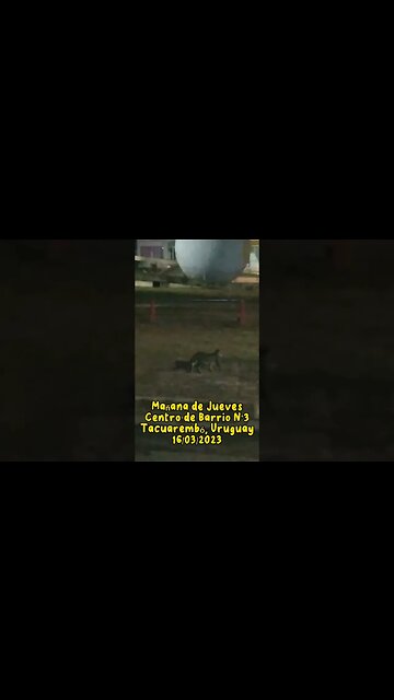 Mañana de jueves con Wiki y los perritos (16/03/2023) #tacuarembó #uruguay