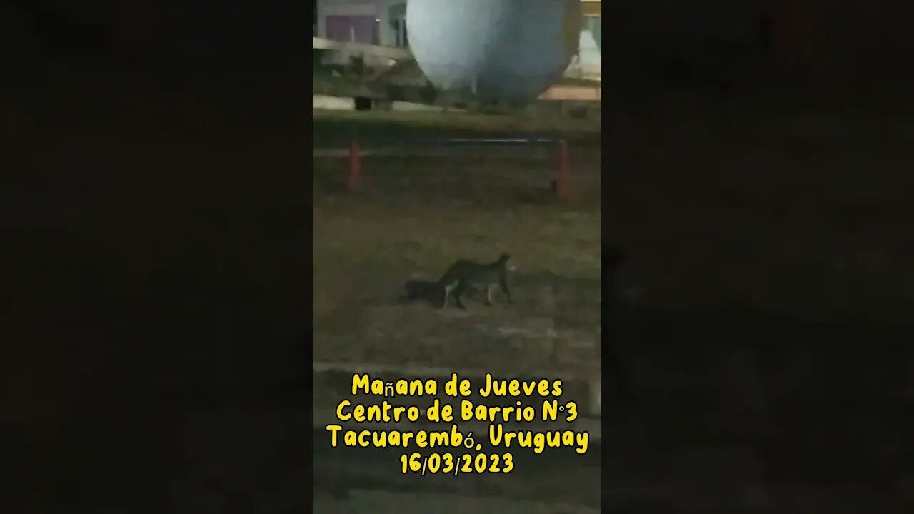 Mañana de jueves con Wiki y los perritos (16/03/2023) #tacuarembó #uruguay