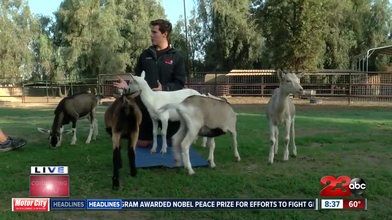 Check This Out: Goat Yoga