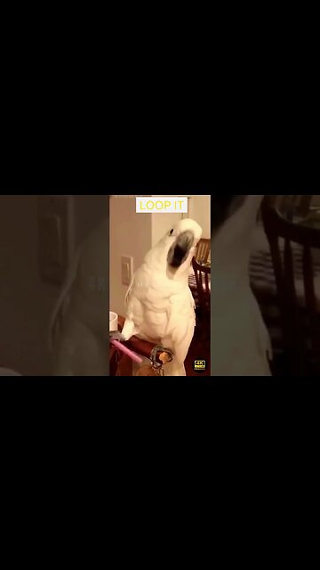 Best Funny Parrot - funniest parrots - cute parrot and funny parrot videos compilation