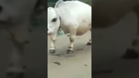 This is Dwarfest Cow 🐄 in the World | #Shorts #Animals #Cow