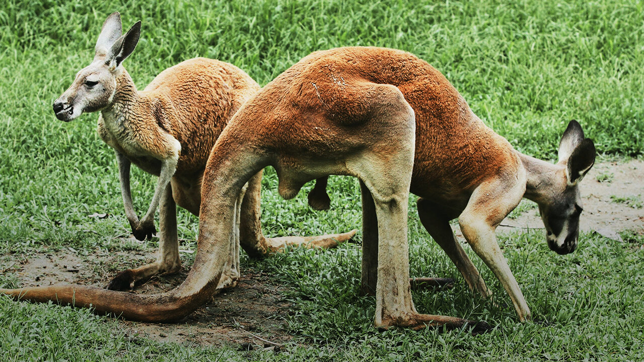 Kangaroo Funny Fight Club... Try Not To Laugh...