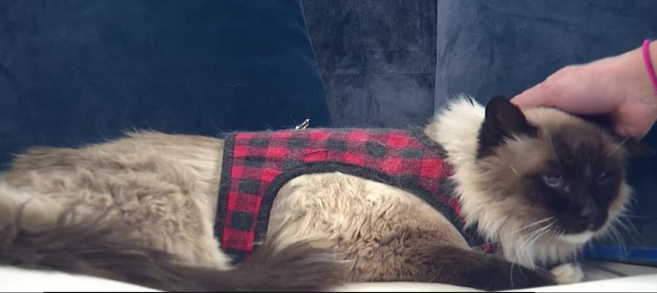 Pet of the Week Dec. 29