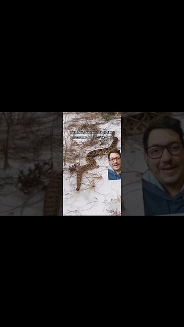 This town was INFESTED with Rattlesnakes