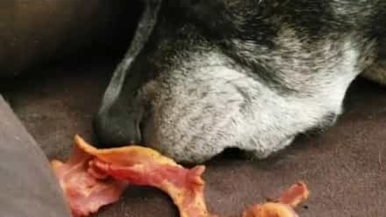 Hilarant: ce chien se réveille à l'odeur du bacon