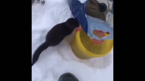 Mink on fishing begged for fish