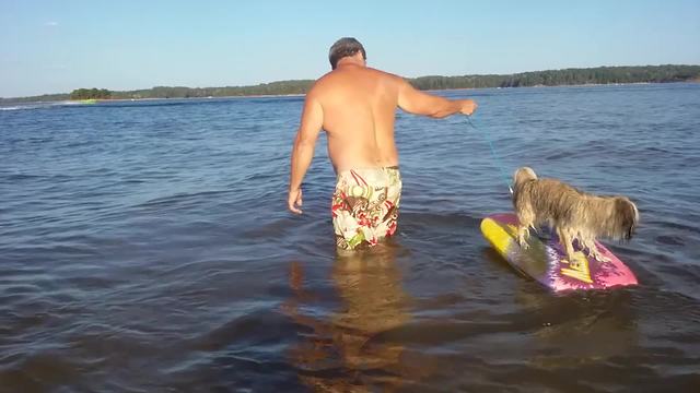 Funny Dog Loves Boogie Boarding