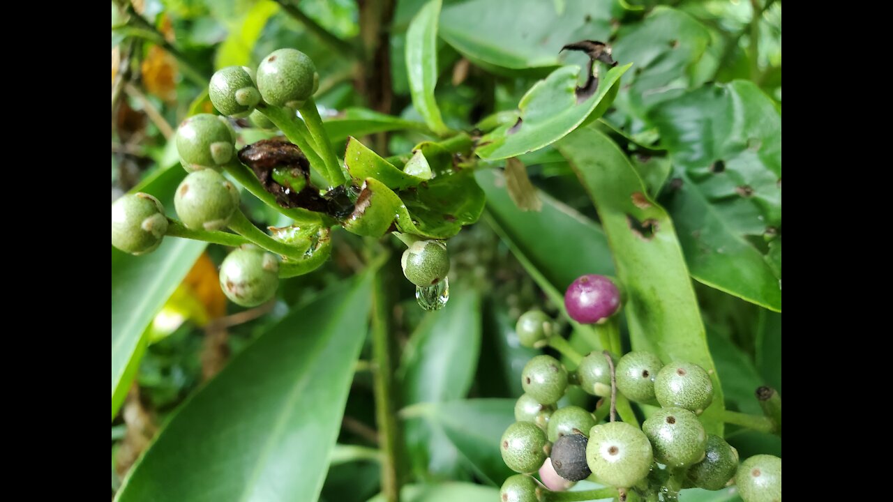 Cute berries with bird chirping in the background.