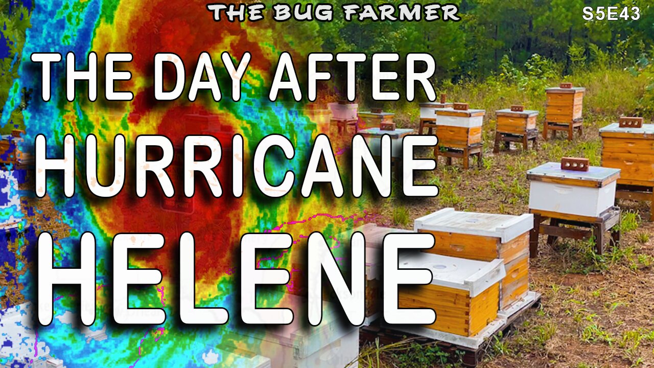 Hurricane Helene visits the bee yard. The Day After.