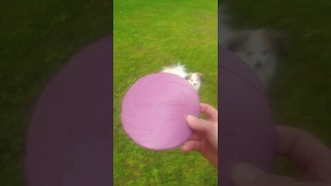 frisbeetä