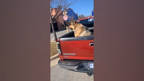 Dog in the truck enjoying his life