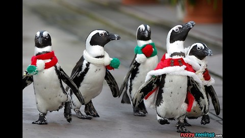 Christmas Penguins