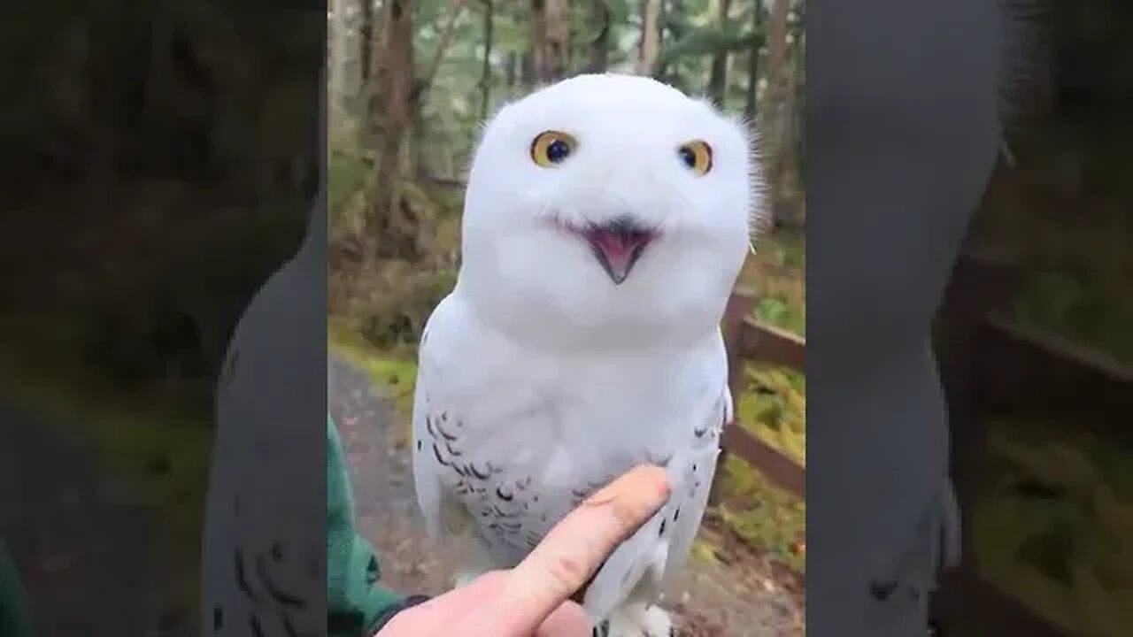 Snowy Owls Facial Disc