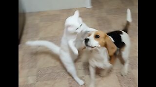 Beagle and kitten playing at home