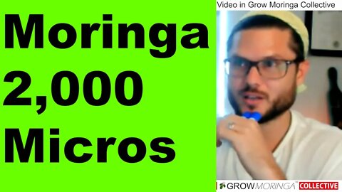 Grow 2,000 Moringa Microgreens on a Raised Bed for Bio-Mass Leaf Production Harvest Every 45 Days