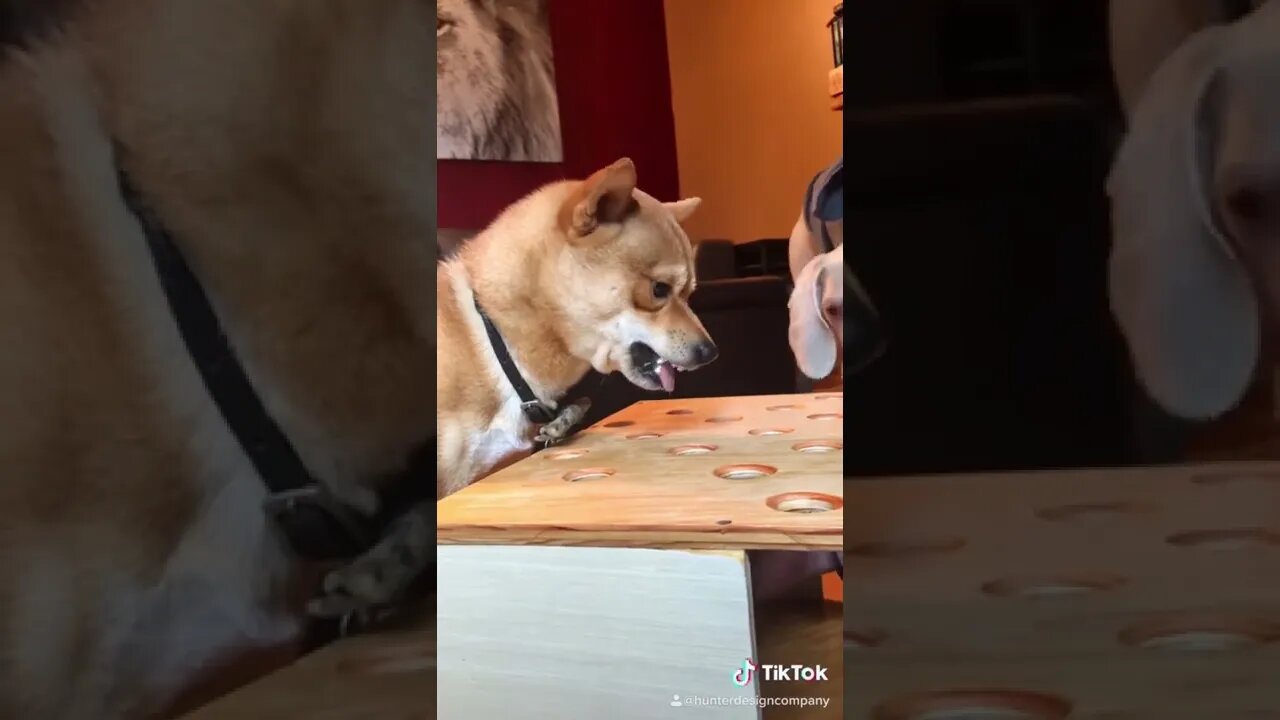 Shiba Inu cant catch the HOT DOG