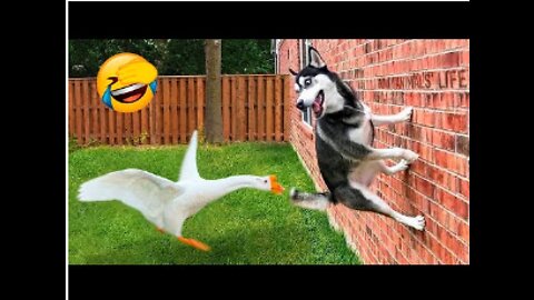 Funny Animal Videos