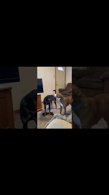 Daisy and Nala Playtime