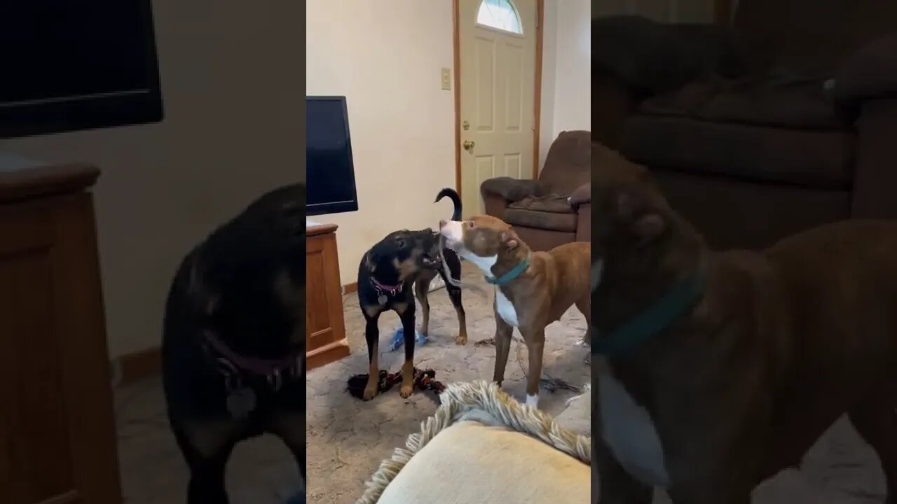 Daisy and Nala Playtime