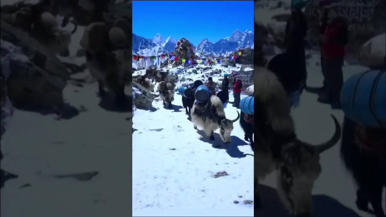 Himalayan Tales /Buffaloes Traveling with Heavy Goods thru Ice Mountains #shorts #mountains #ladakh