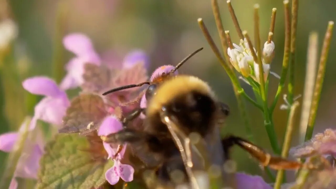 Bumblebee collecting nectar on a pink flower in a meadow. Selective focus shot with shallow depth of