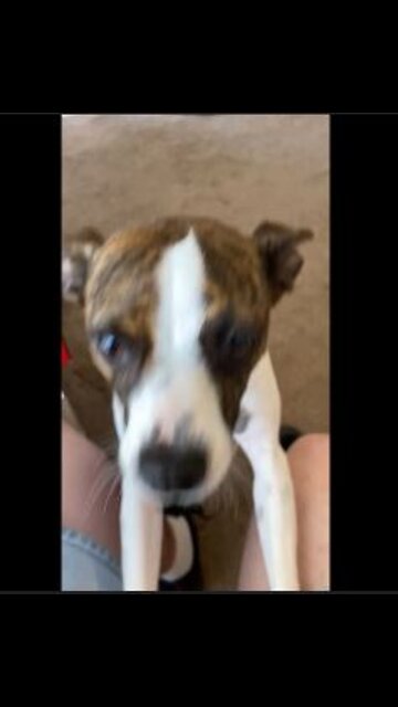 Princess let’s me know she wants to go outside