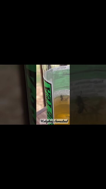 And the bee is saved