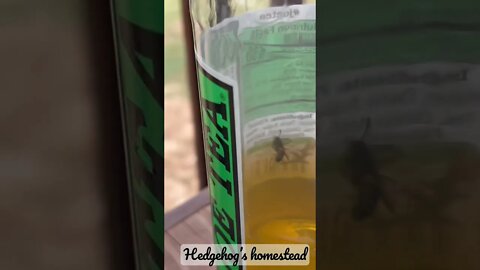 And the bee is saved