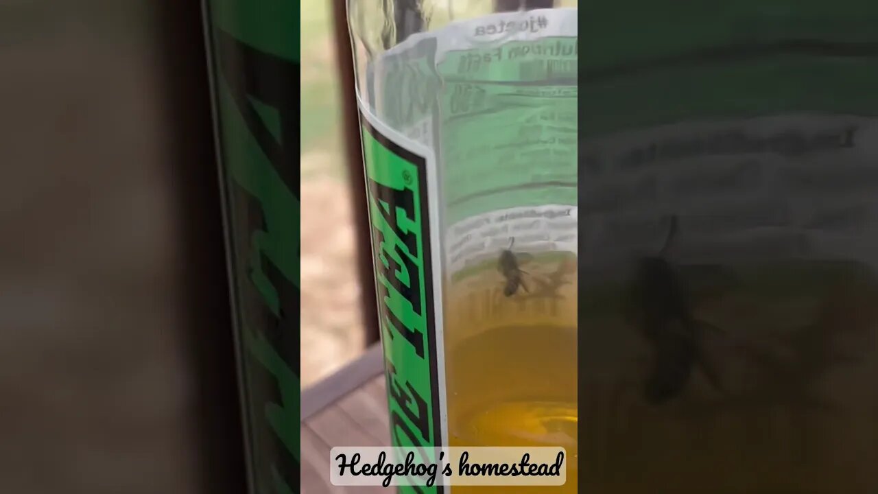 And the bee is saved