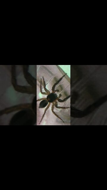 r/spiders Jumping Spider at Microscope Apexel Lens for Smartphone