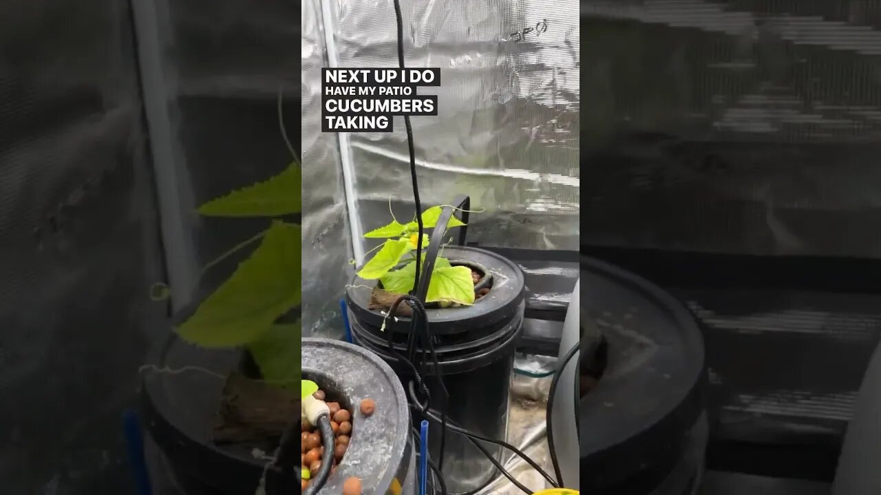 Indoor Garden Tour #shorts