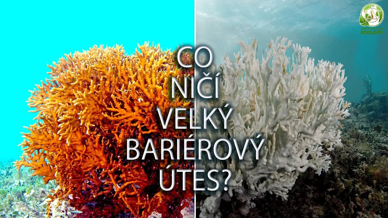 Velký bariérový útes je v ohrožení!