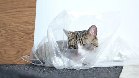 The Cat and His Package