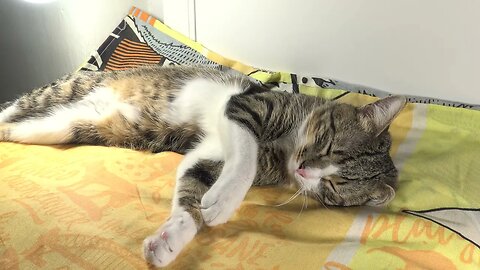 Tabby Cat Sleeps on One Ear and on His Whiskers