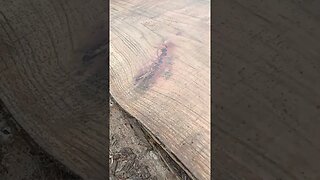 Red Oak 😏 Follow us on Facebook and Instagram #farm #homestead #sawmill #wood #diy #farmlife #spring