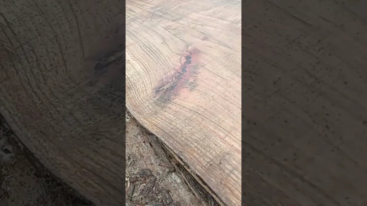 Red Oak 😏 Follow us on Facebook and Instagram #farm #homestead #sawmill #wood #diy #farmlife #spring