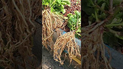 Aquaponic Longevity spinach roots #shorts