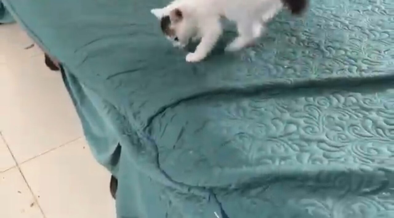 New cats🐈 and dogs🐩 videos | Entertament of babys🥰🥰