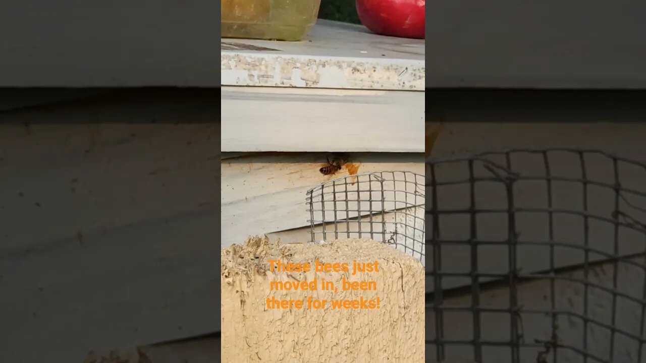 #farmstead #shortsfeed #bee #bees
