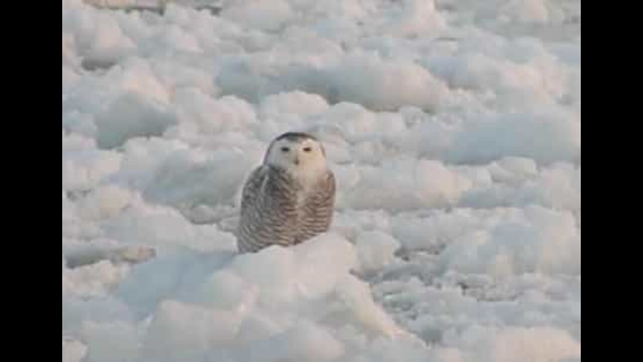 Owl chills on floating block of ice