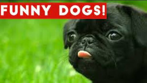 Funny Dog Videos! Try not to Laugh - Funny pets animals compilation 2022